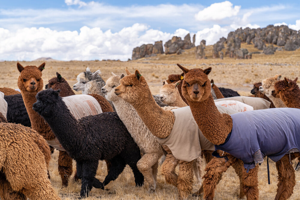 151_Wasim Muklashy Photography_Andes Mountains_Peru_Quechua Benefit_Picotani_Spar_Macusani_Alpaca.jpg