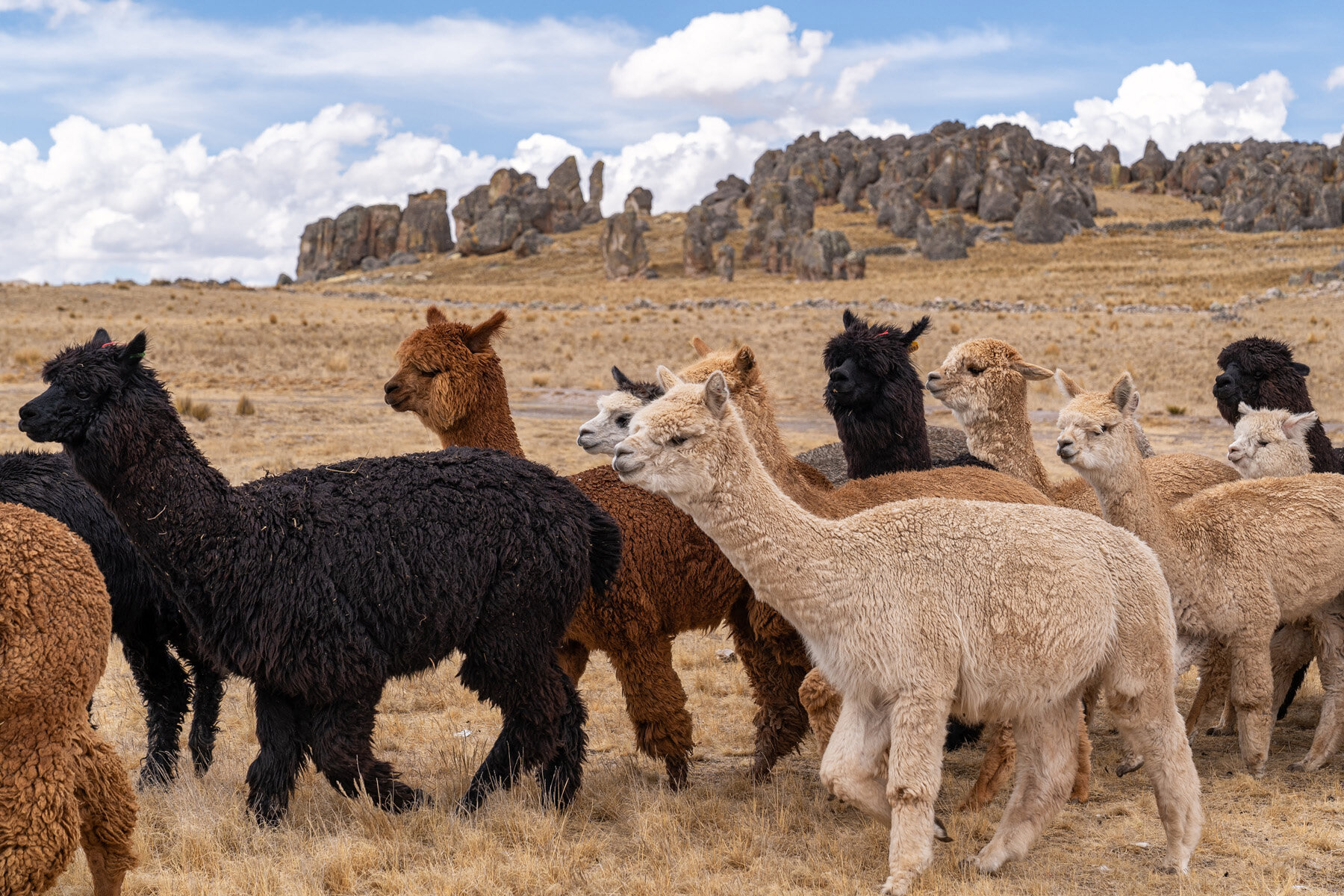 152_Wasim Muklashy Photography_Andes Mountains_Peru_Quechua Benefit_Picotani_Spar_Macusani_Alpaca.jpg