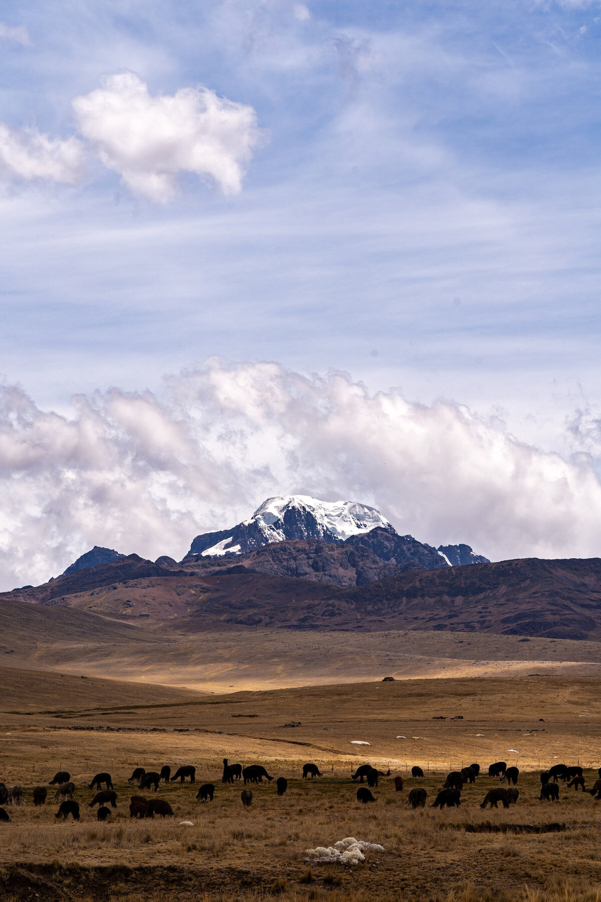 154_Wasim Muklashy Photography_Andes Mountains_Peru_Quechua Benefit_Picotani_Spar_Macusani_Alpaca.jpg