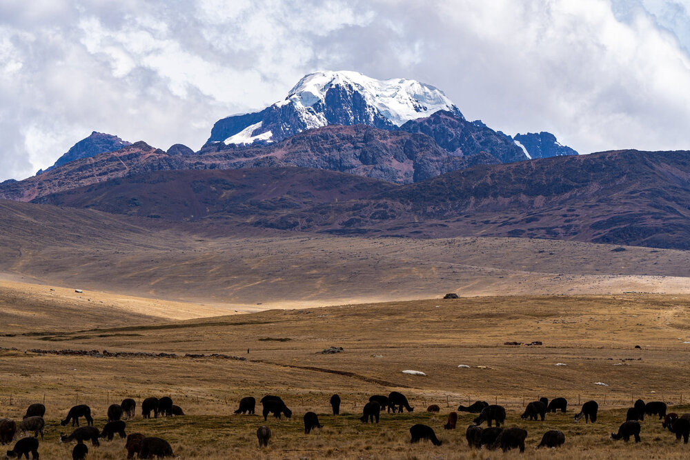 155_Wasim Muklashy Photography_Andes Mountains_Peru_Quechua Benefit_Picotani_Spar_Macusani_Alpaca.jpg