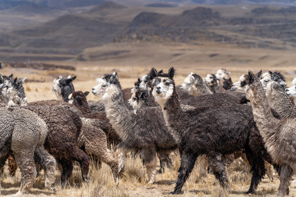 160_Wasim Muklashy Photography_Andes Mountains_Peru_Quechua Benefit_Picotani_Spar_Macusani_Alpaca.jpg