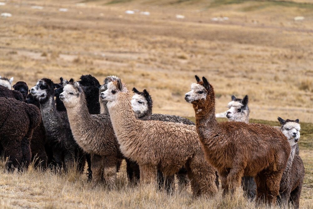 162_Wasim Muklashy Photography_Andes Mountains_Peru_Quechua Benefit_Picotani_Spar_Macusani_Alpaca.jpg