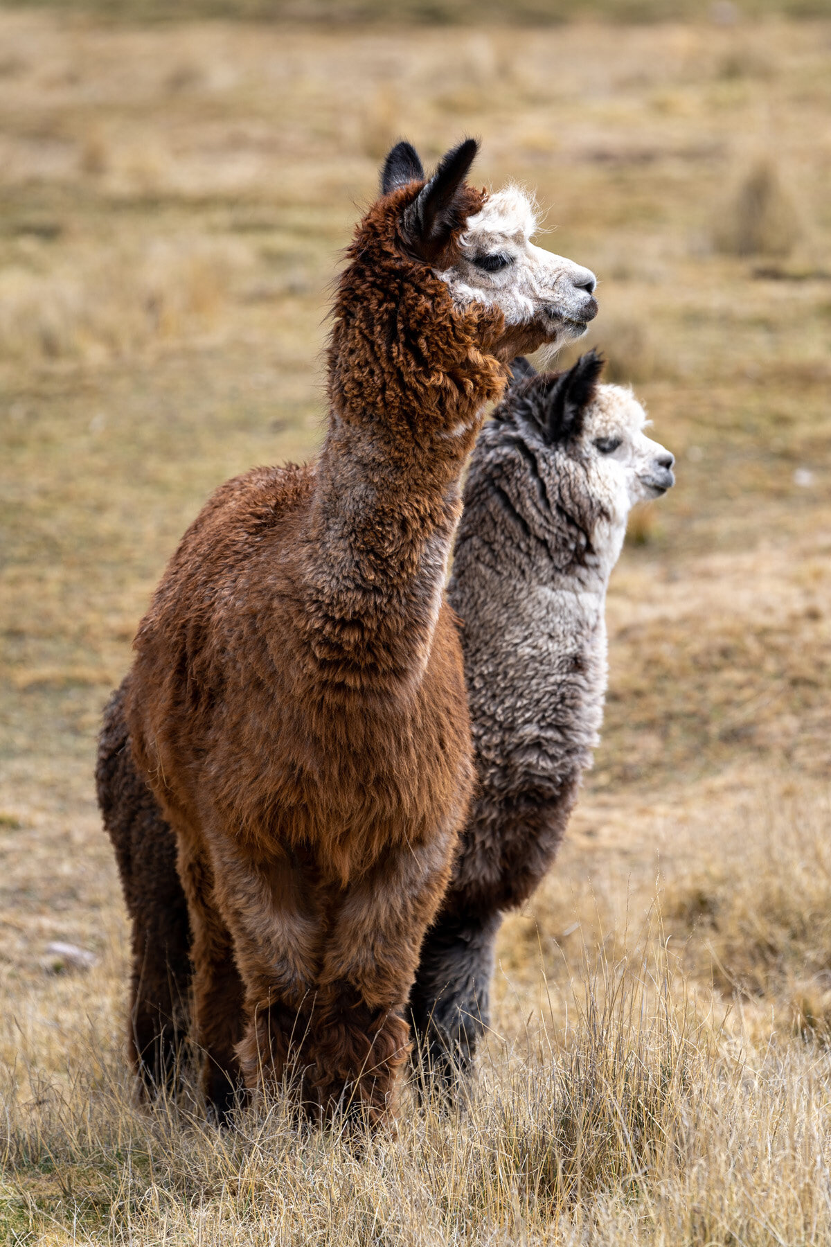 163_Wasim Muklashy Photography_Andes Mountains_Peru_Quechua Benefit_Picotani_Spar_Macusani_Alpaca.jpg