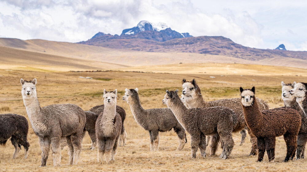 169_Wasim Muklashy Photography_Andes Mountains_Peru_Quechua Benefit_Picotani_Spar_Macusani_Alpaca.jpg