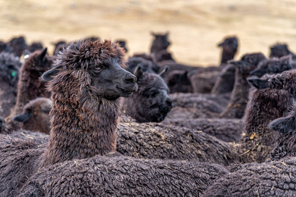 178_Wasim Muklashy Photography_Andes Mountains_Peru_Quechua Benefit_Picotani_Spar_Macusani_Alpaca.jpg