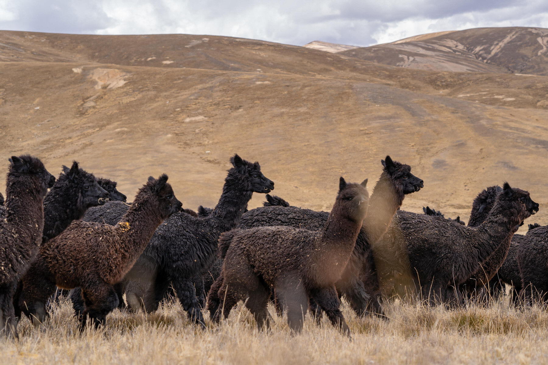 179_Wasim Muklashy Photography_Andes Mountains_Peru_Quechua Benefit_Picotani_Spar_Macusani_Alpaca.jpg