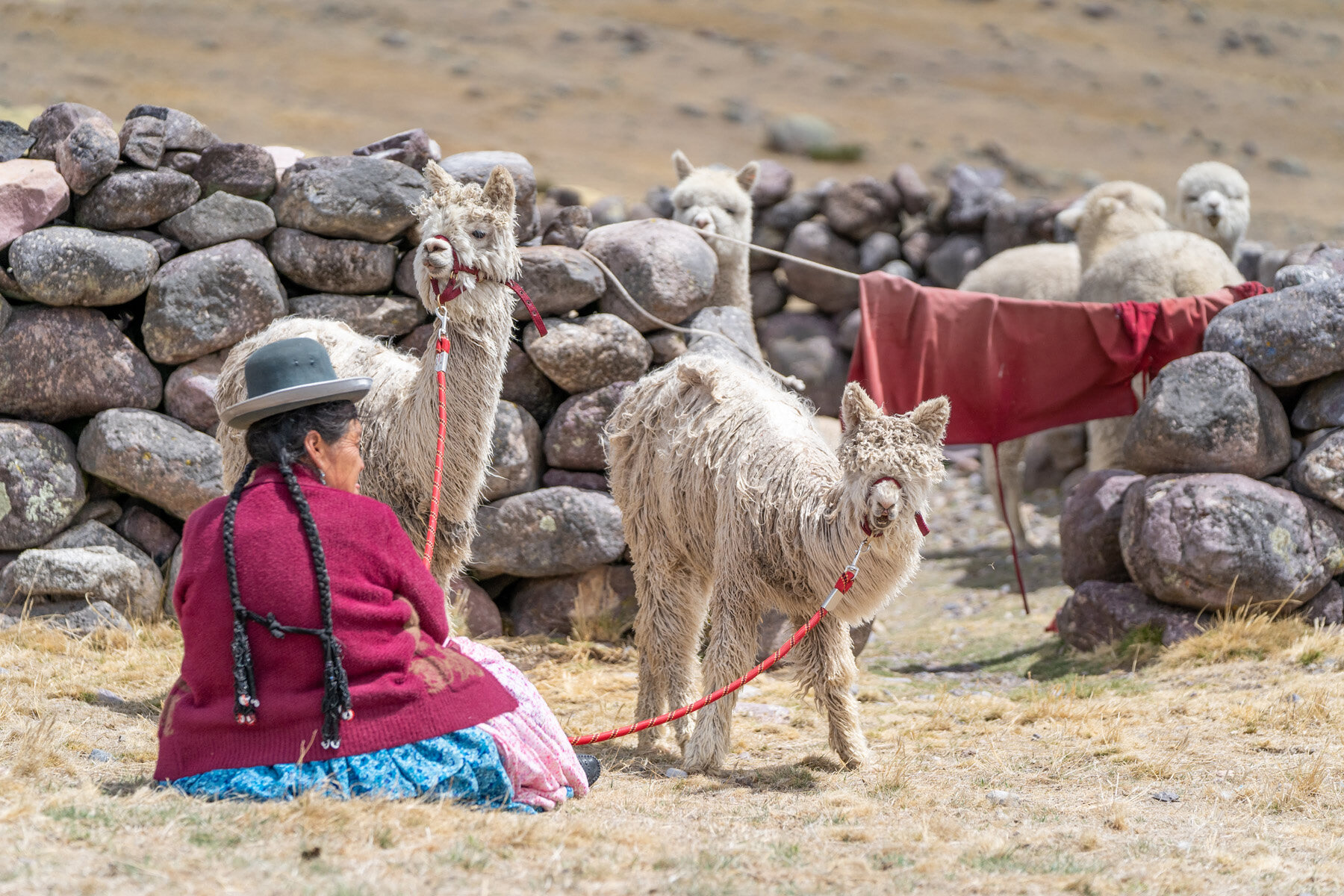 198_Wasim Muklashy Photography_Andes Mountains_Peru_Quechua Benefit_Picotani_Spar_Macusani_Alpaca.jpg