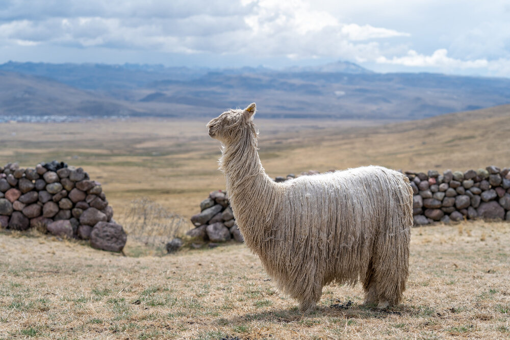 203_Wasim Muklashy Photography_Andes Mountains_Peru_Quechua Benefit_Picotani_Spar_Macusani_Alpaca.jpg