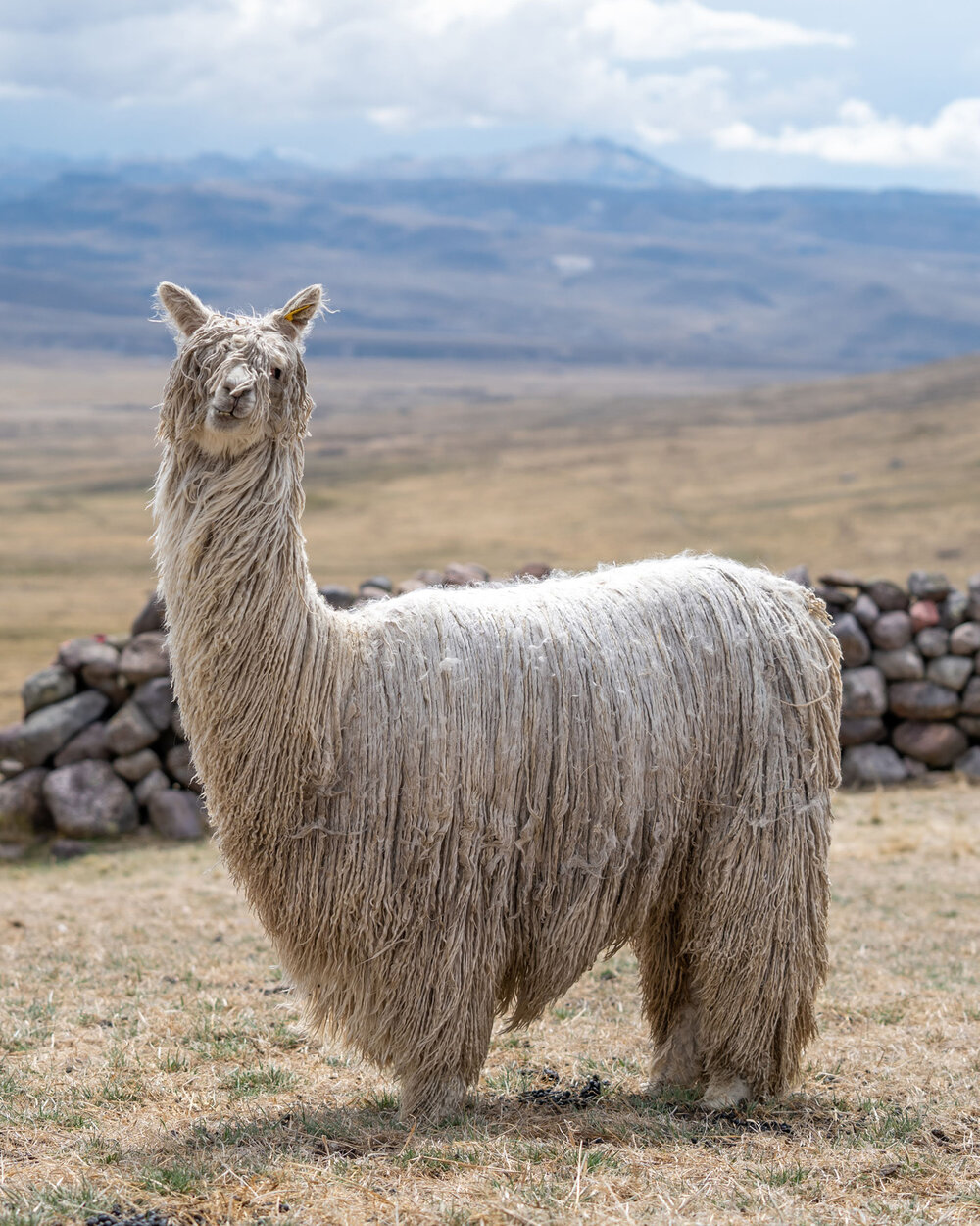 204_Wasim Muklashy Photography_Andes Mountains_Peru_Quechua Benefit_Picotani_Spar_Macusani_Alpaca.jpg