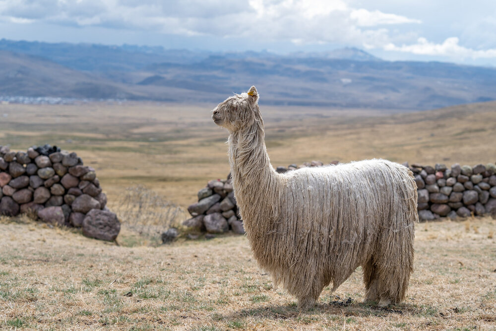 205_Wasim Muklashy Photography_Andes Mountains_Peru_Quechua Benefit_Picotani_Spar_Macusani_Alpaca.jpg