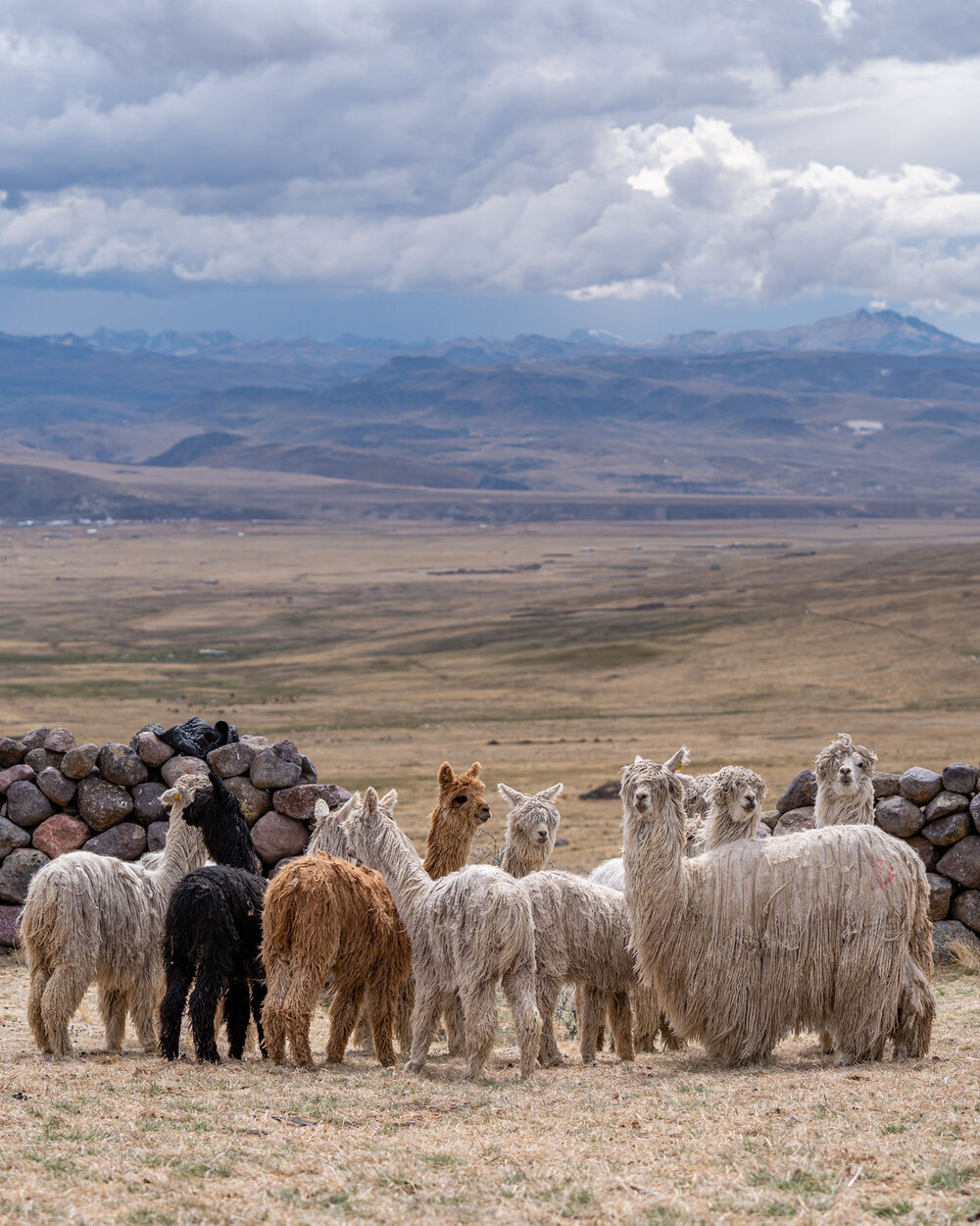 207_Wasim Muklashy Photography_Andes Mountains_Peru_Quechua Benefit_Picotani_Spar_Macusani_Alpaca.jpg