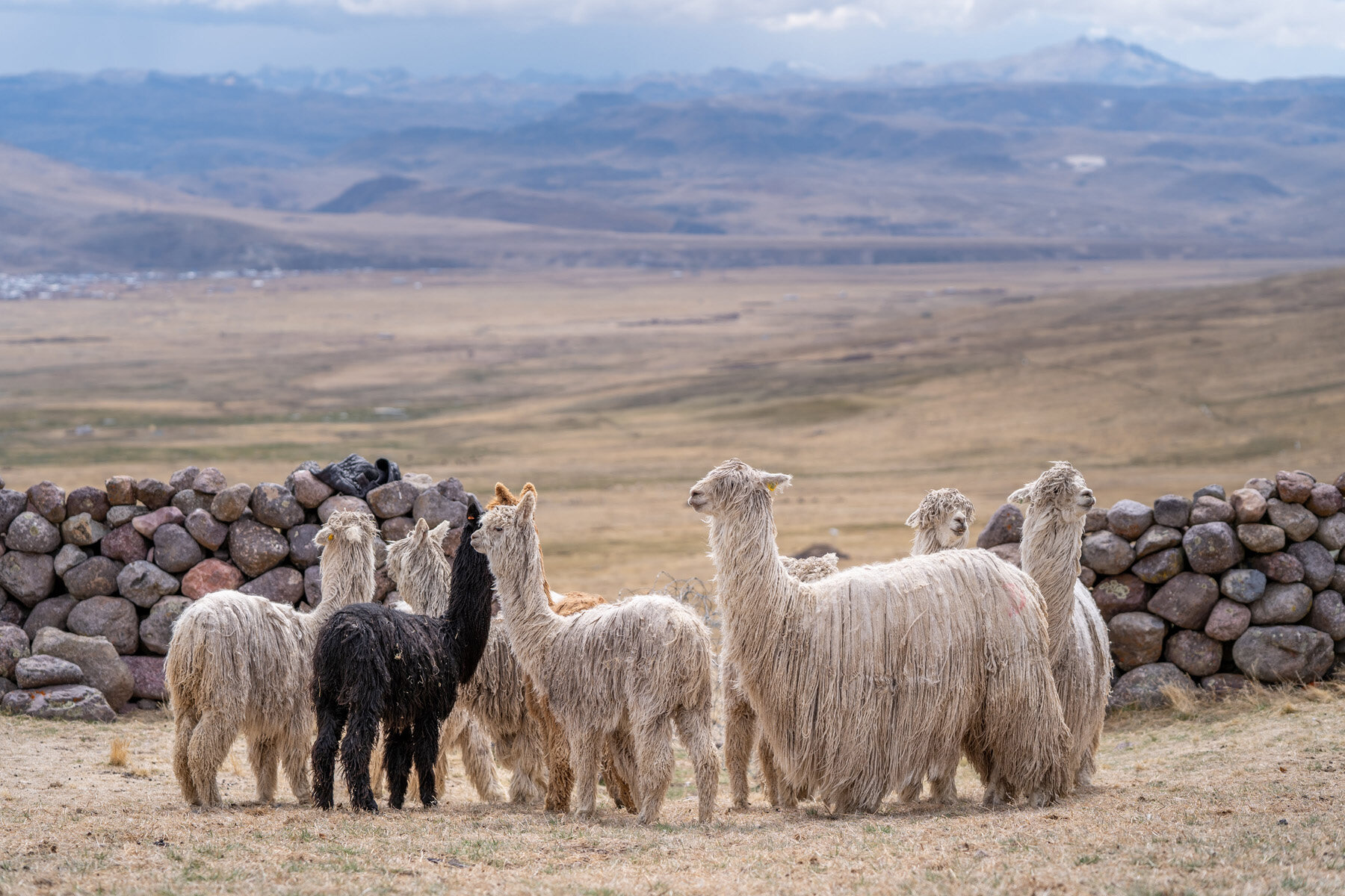 208_Wasim Muklashy Photography_Andes Mountains_Peru_Quechua Benefit_Picotani_Spar_Macusani_Alpaca.jpg