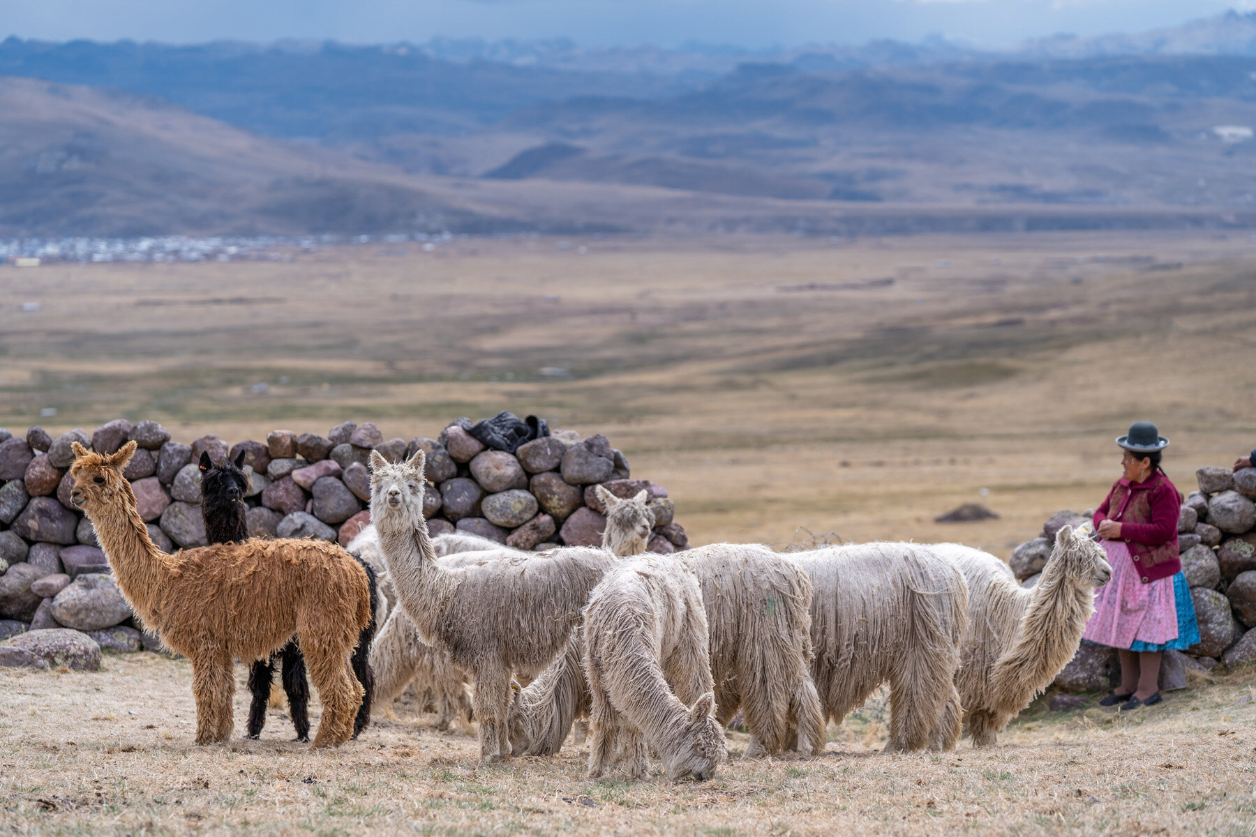 209_Wasim Muklashy Photography_Andes Mountains_Peru_Quechua Benefit_Picotani_Spar_Macusani_Alpaca.jpg