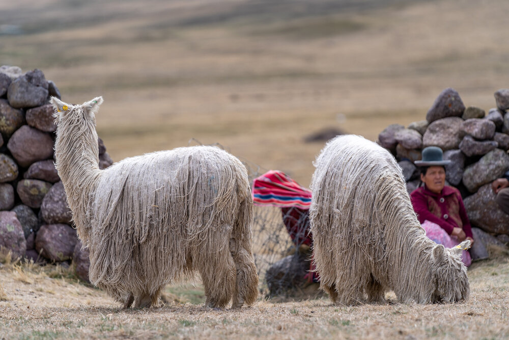 210_Wasim Muklashy Photography_Andes Mountains_Peru_Quechua Benefit_Picotani_Spar_Macusani_Alpaca.jpg