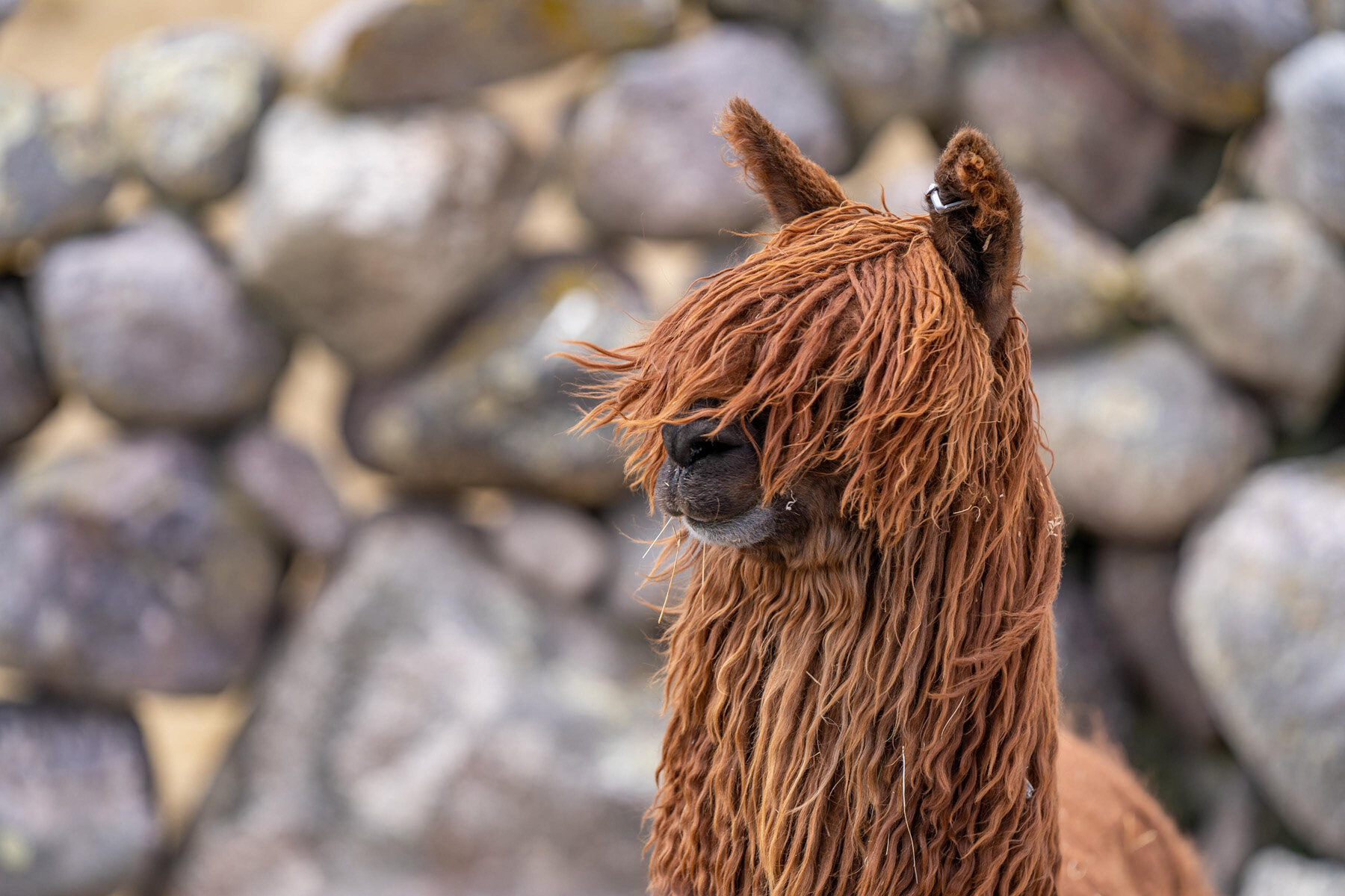 212_Wasim Muklashy Photography_Andes Mountains_Peru_Quechua Benefit_Picotani_Spar_Macusani_Alpaca.jpg