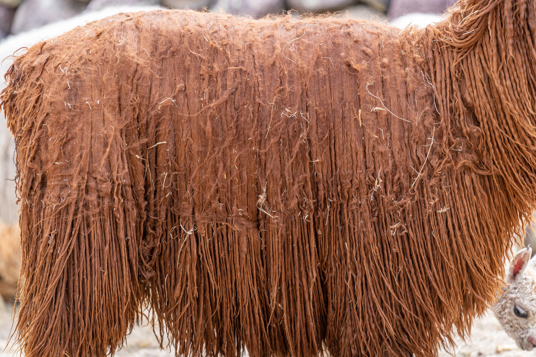 216_Wasim Muklashy Photography_Andes Mountains_Peru_Quechua Benefit_Picotani_Spar_Macusani_Alpaca.jpg