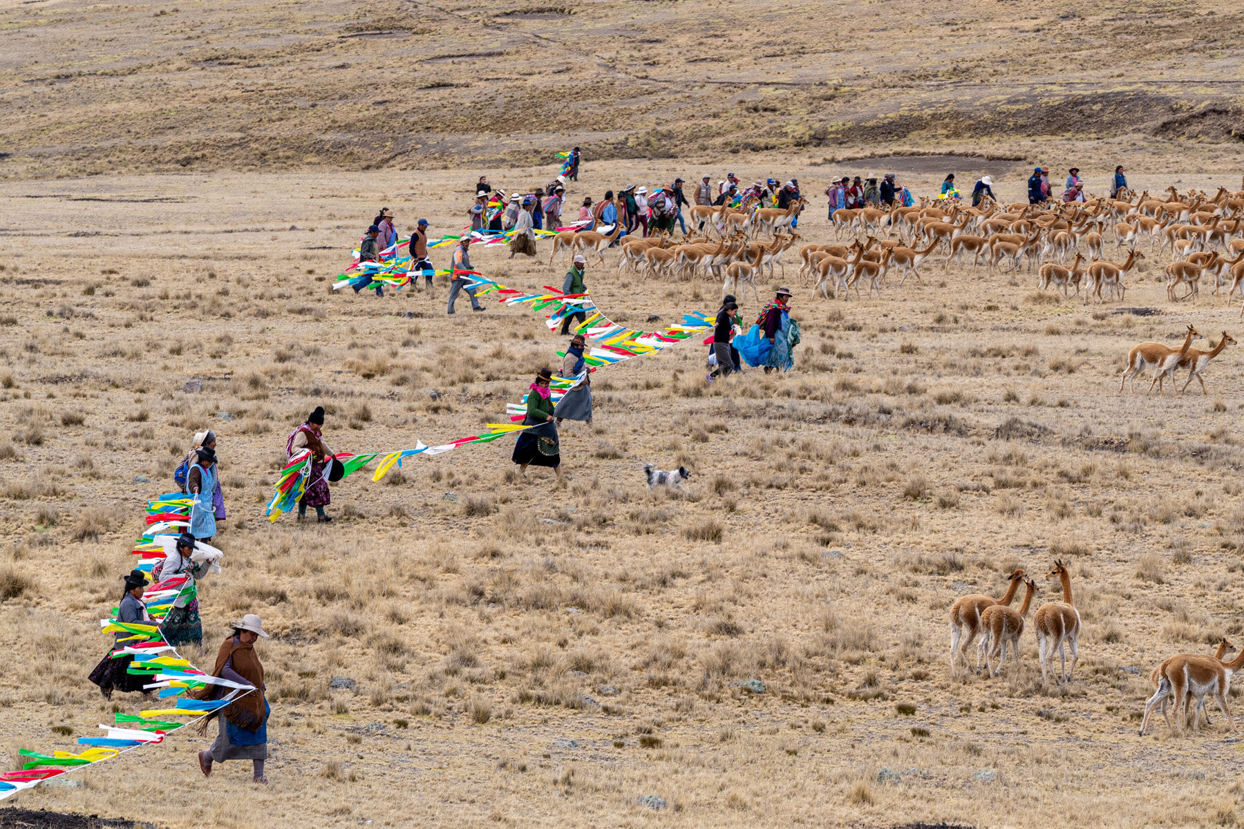 074_Wasim Muklashy Photography_Andes Mountains_Peru_Quechua Benefit_Picotani_Vicuna Chaccu.jpg