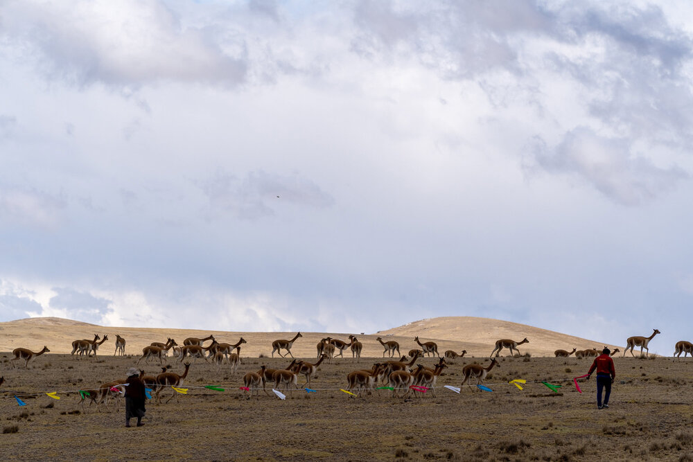 079_Wasim Muklashy Photography_Andes Mountains_Peru_Quechua Benefit_Picotani_Vicuna Chaccu.jpg