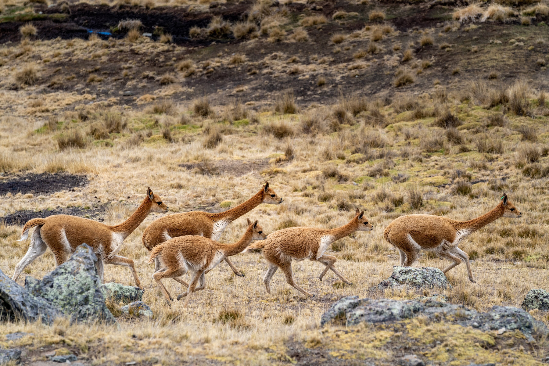 057_Wasim Muklashy Photography_Andes Mountains_Peru_Quechua Benefit_Picotani_Vicuna Chaccu.jpg