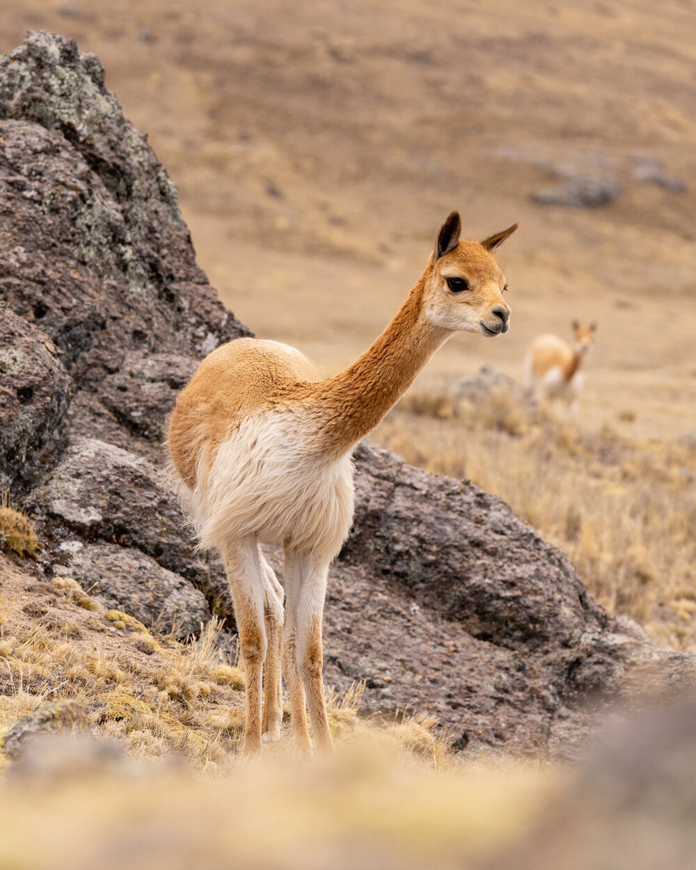 059_Wasim Muklashy Photography_Andes Mountains_Peru_Quechua Benefit_Picotani_Vicuna Chaccu.jpg