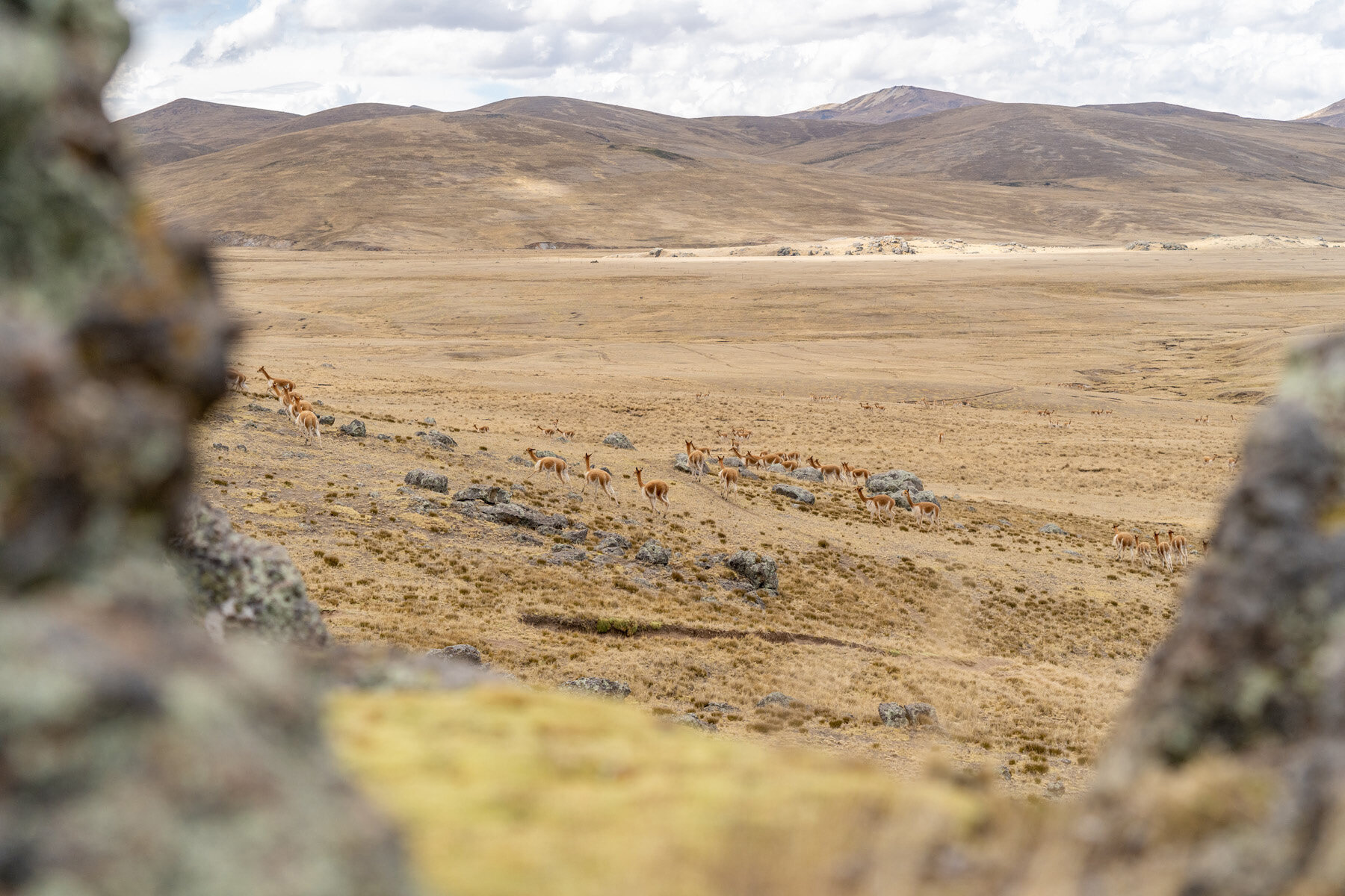 061_Wasim Muklashy Photography_Andes Mountains_Peru_Quechua Benefit_Picotani_Vicuna Chaccu.jpg