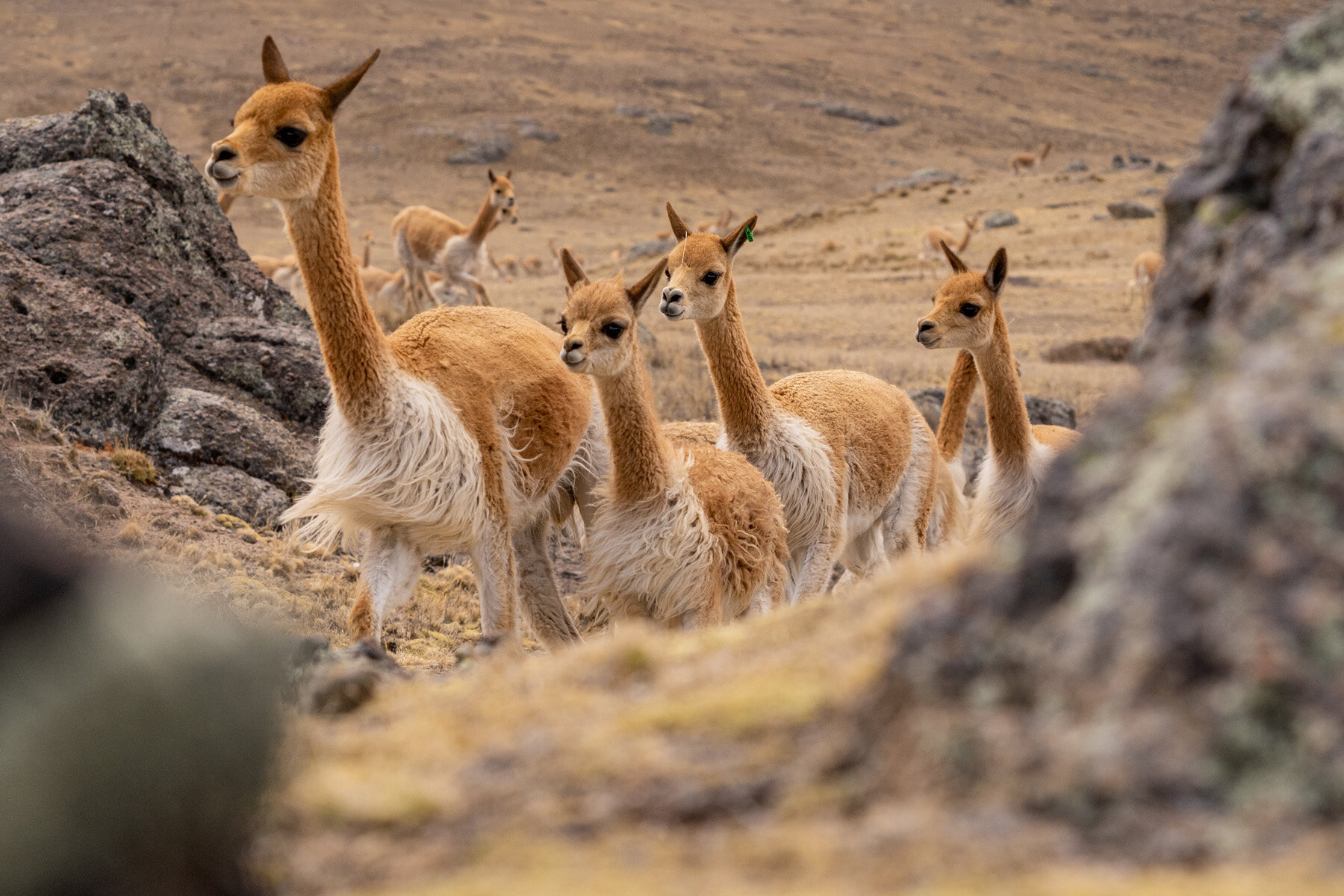 070_Wasim Muklashy Photography_Andes Mountains_Peru_Quechua Benefit_Picotani_Vicuna Chaccu.jpg