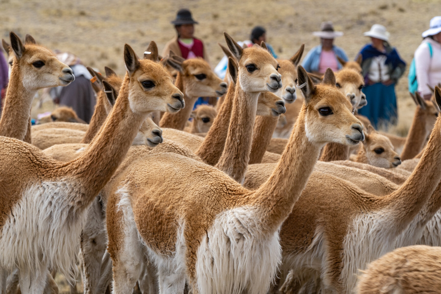 081_Wasim Muklashy Photography_Andes Mountains_Peru_Quechua Benefit_Picotani_Vicuna Chaccu.jpg