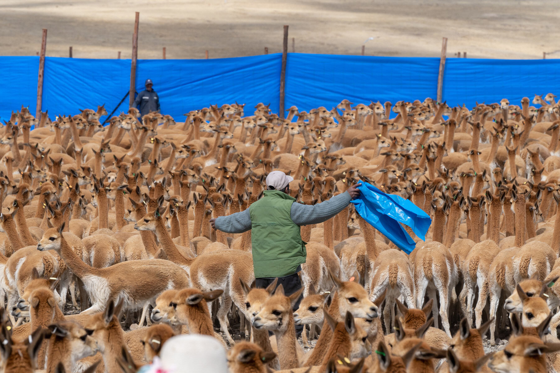 083_Wasim Muklashy Photography_Andes Mountains_Peru_Quechua Benefit_Picotani_Vicuna Chaccu.jpg