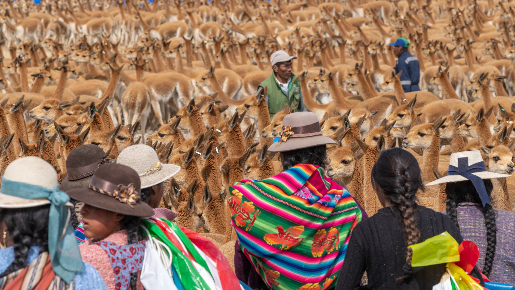 086_Wasim Muklashy Photography_Andes Mountains_Peru_Quechua Benefit_Picotani_Vicuna Chaccu.jpg