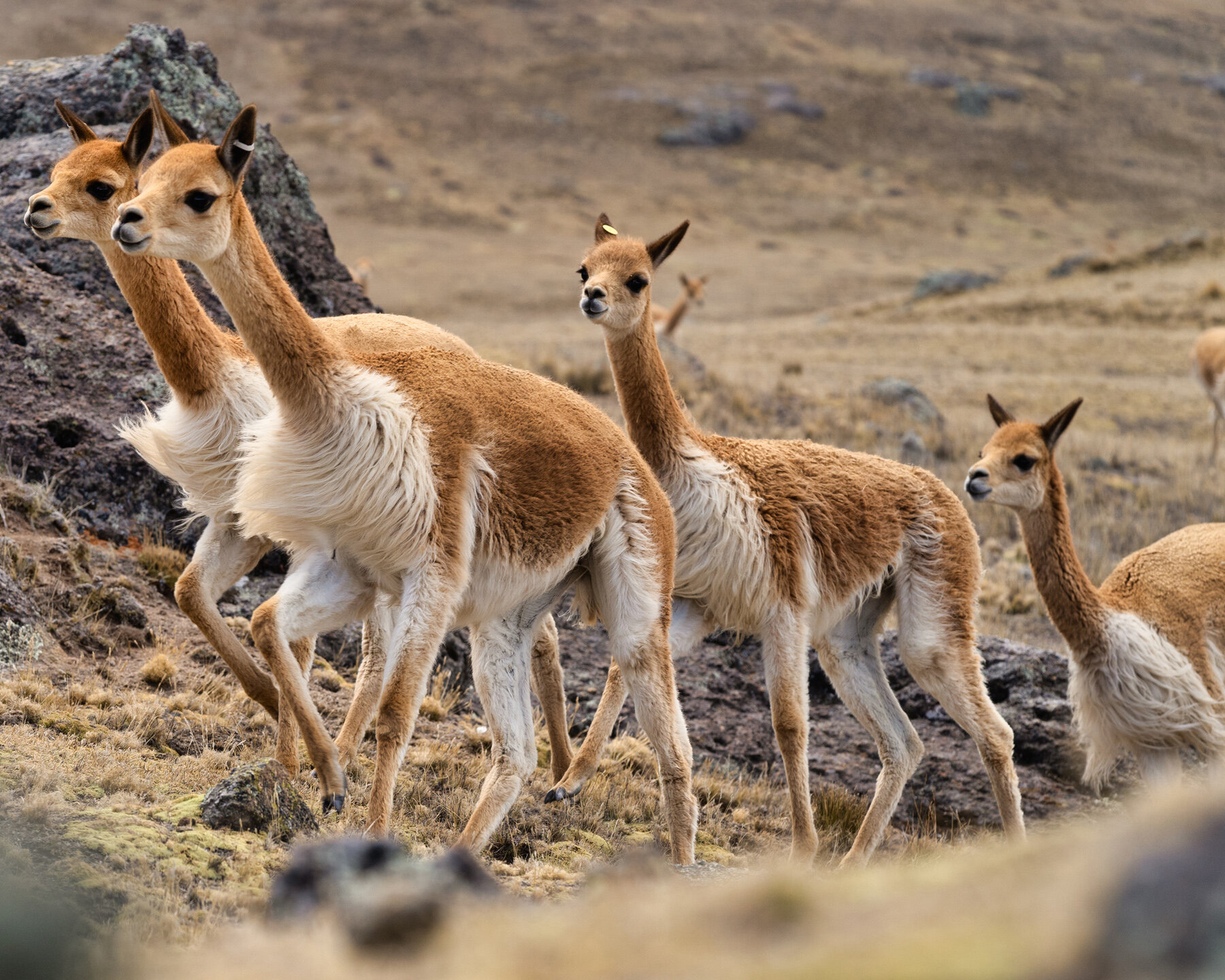 106_Wasim Muklashy Photography_Andes Mountains_Peru_Quechua Benefit_Picotani_Vicuna Chaccu_.jpg