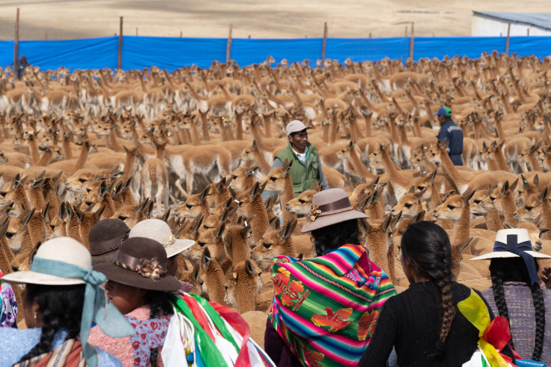 112_Wasim Muklashy Photography_Andes Mountains_Peru_Quechua Benefit_Picotani_Vicuna Chaccu_.jpg