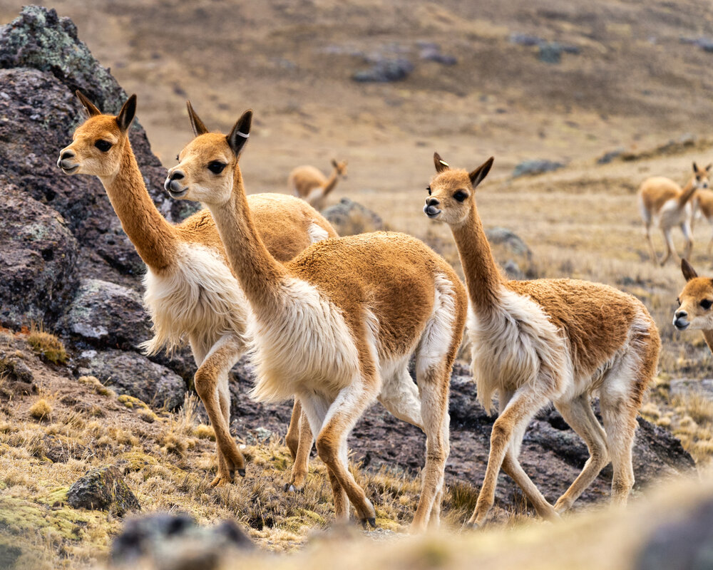 105_Wasim Muklashy Photography_Andes Mountains_Peru_Quechua Benefit_Picotani_Vicuna Chaccu_.jpg