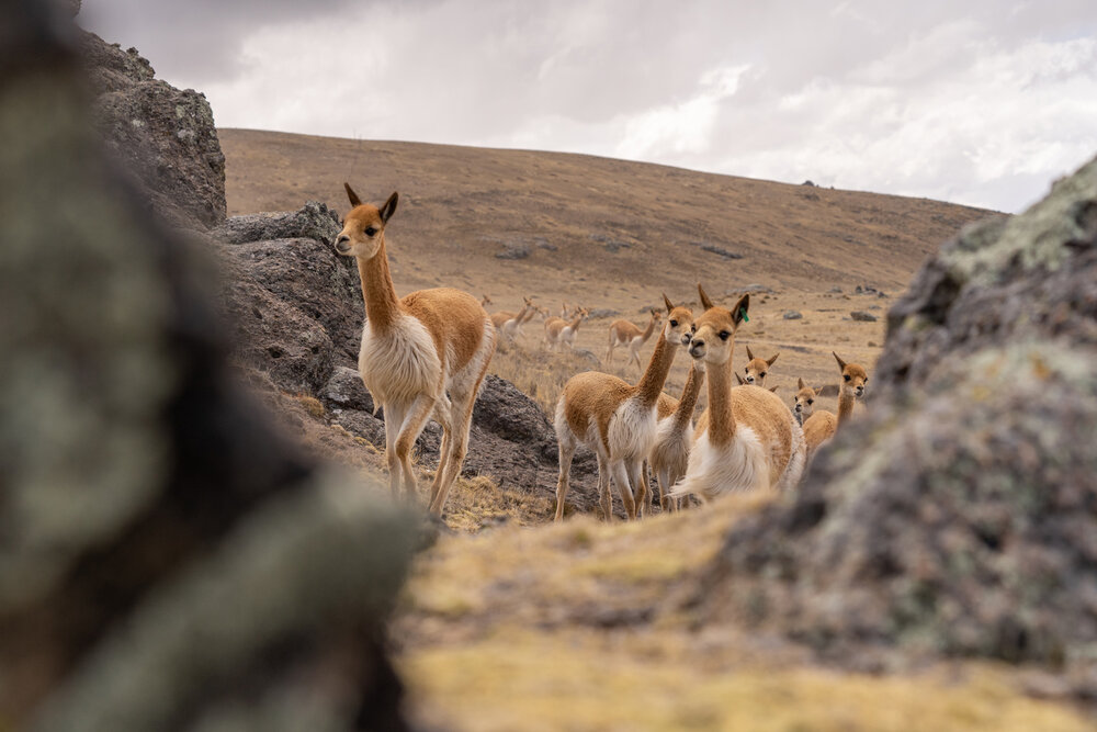 107_Wasim Muklashy Photography_Andes Mountains_Peru_Quechua Benefit_Picotani_Vicuna Chaccu_.jpg