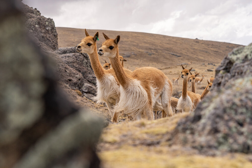 108_Wasim Muklashy Photography_Andes Mountains_Peru_Quechua Benefit_Picotani_Vicuna Chaccu_.jpg