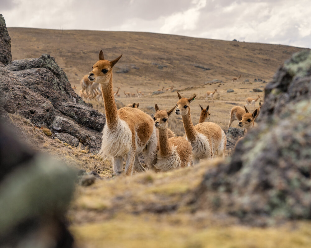 109_Wasim Muklashy Photography_Andes Mountains_Peru_Quechua Benefit_Picotani_Vicuna Chaccu_.jpg