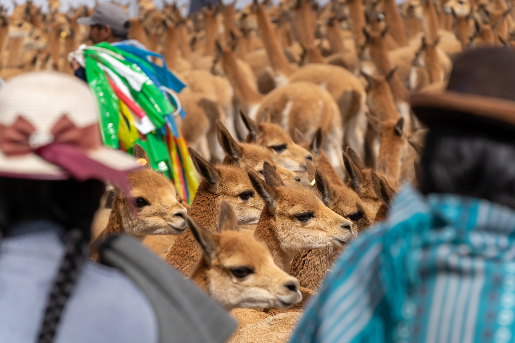 114_Wasim Muklashy Photography_Andes Mountains_Peru_Quechua Benefit_Picotani_Vicuna Chaccu_.jpg