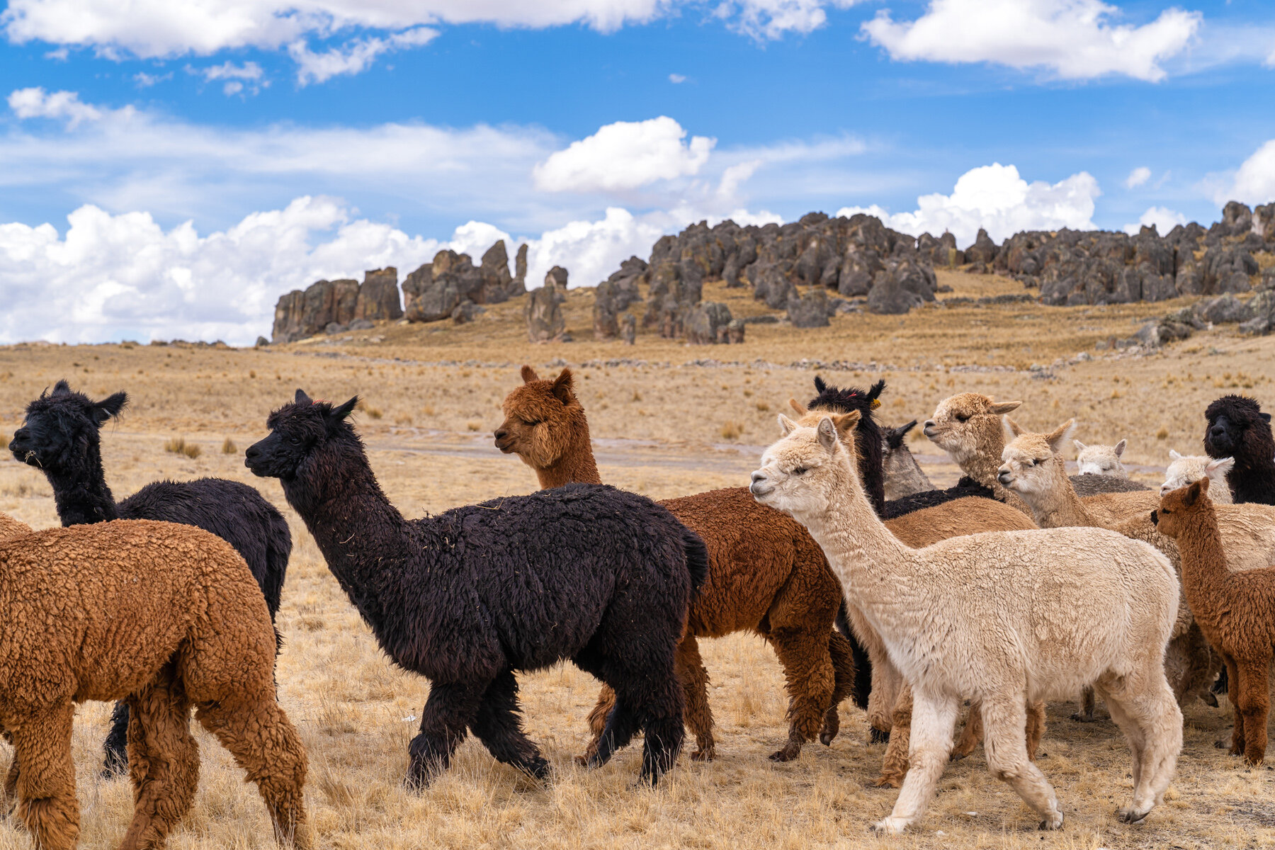 Wasim Muklashy Photography_Andes Mountains_Peru_Quechua Benefit_Picotani_Spar_Macusani_Alpaca_303.jpg