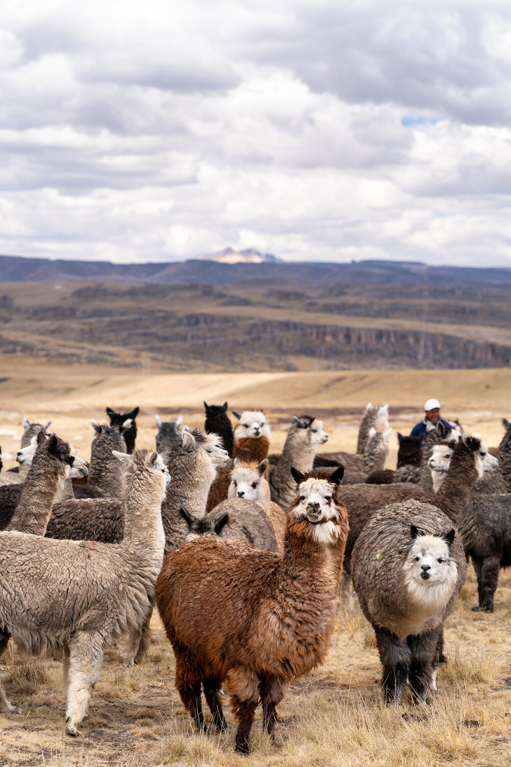 Wasim Muklashy Photography_Andes Mountains_Peru_Quechua Benefit_Picotani_Spar_Macusani_Alpaca_305.jpg