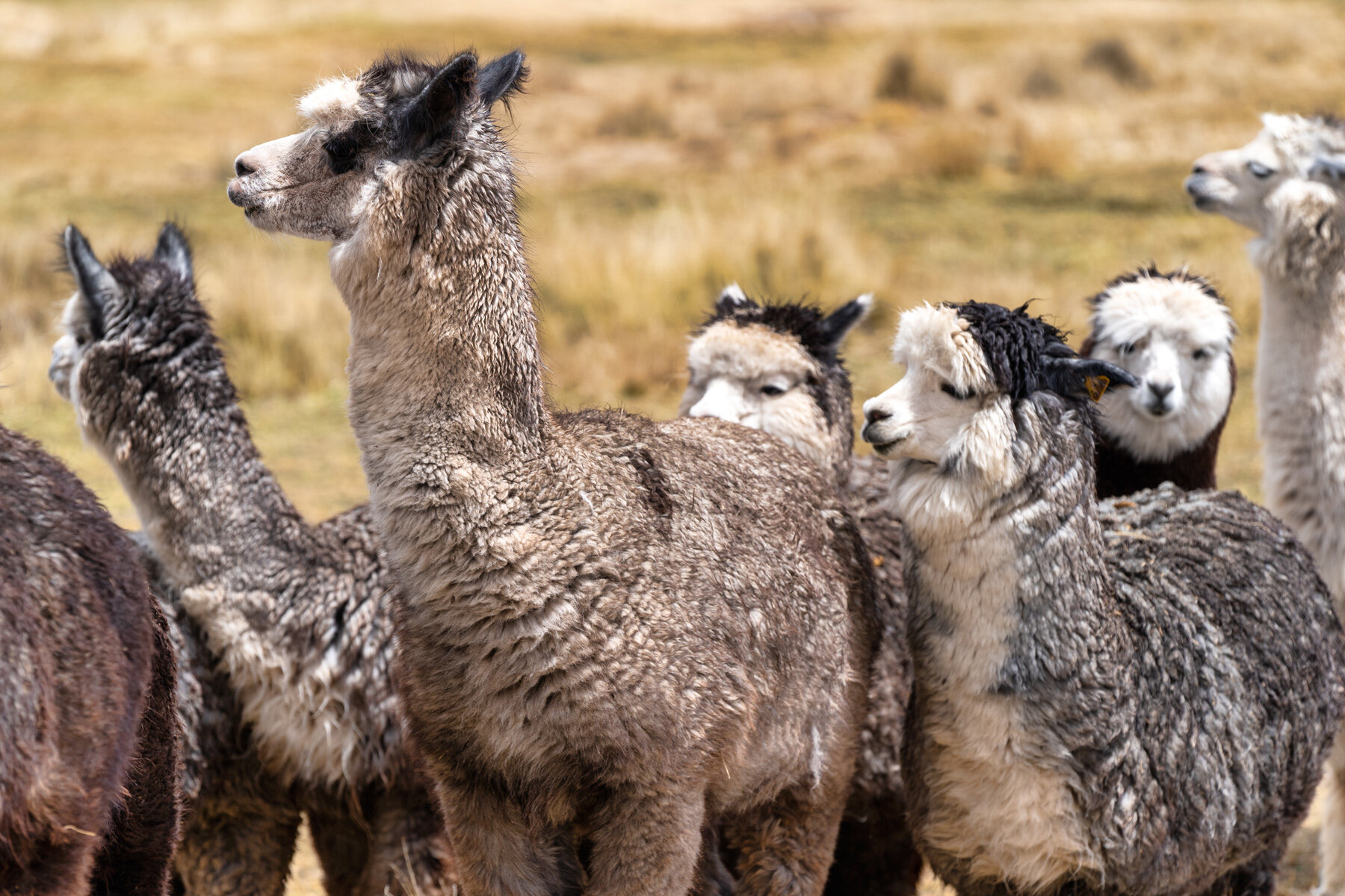 Wasim Muklashy Photography_Andes Mountains_Peru_Quechua Benefit_Picotani_Spar_Macusani_Alpaca_307.jpg