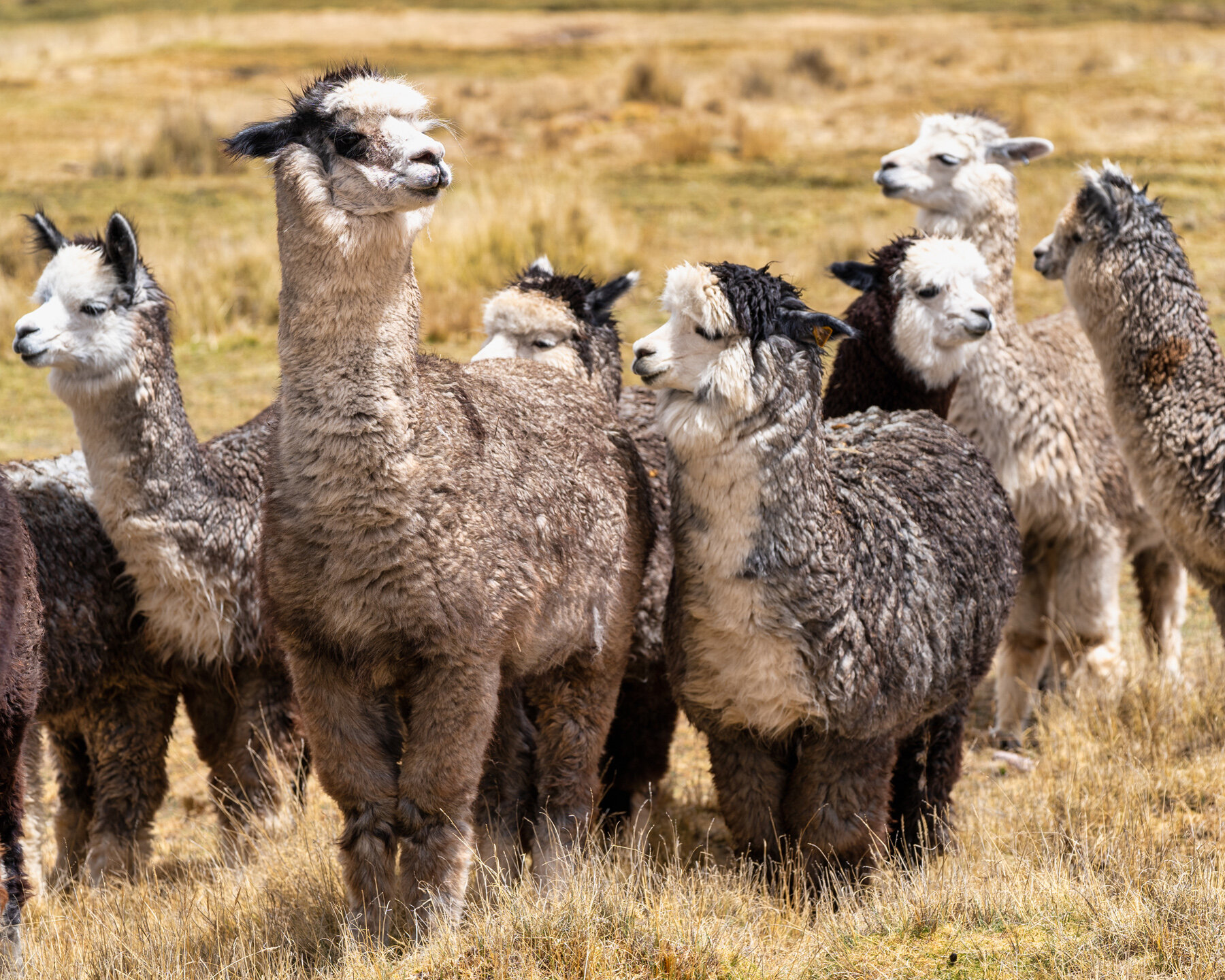 Wasim Muklashy Photography_Andes Mountains_Peru_Quechua Benefit_Picotani_Spar_Macusani_Alpaca_308.jpg