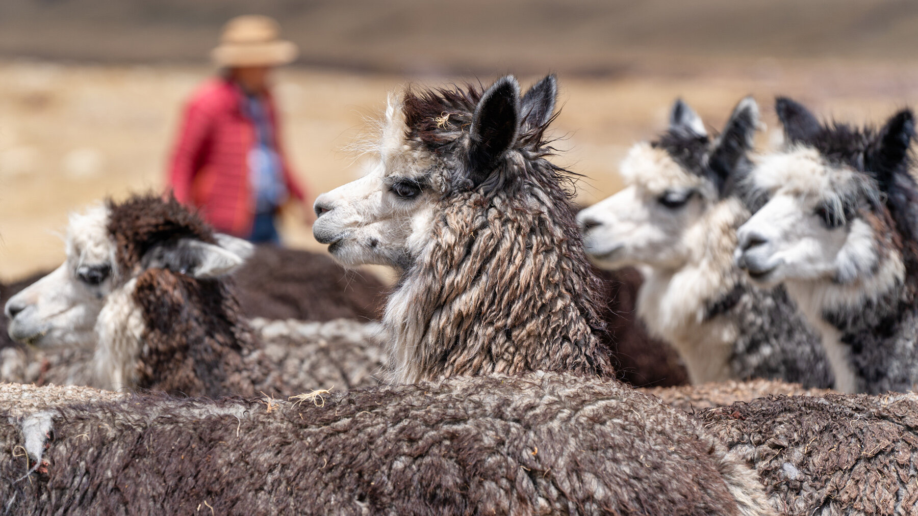 Wasim Muklashy Photography_Andes Mountains_Peru_Quechua Benefit_Picotani_Spar_Macusani_Alpaca_310.jpg