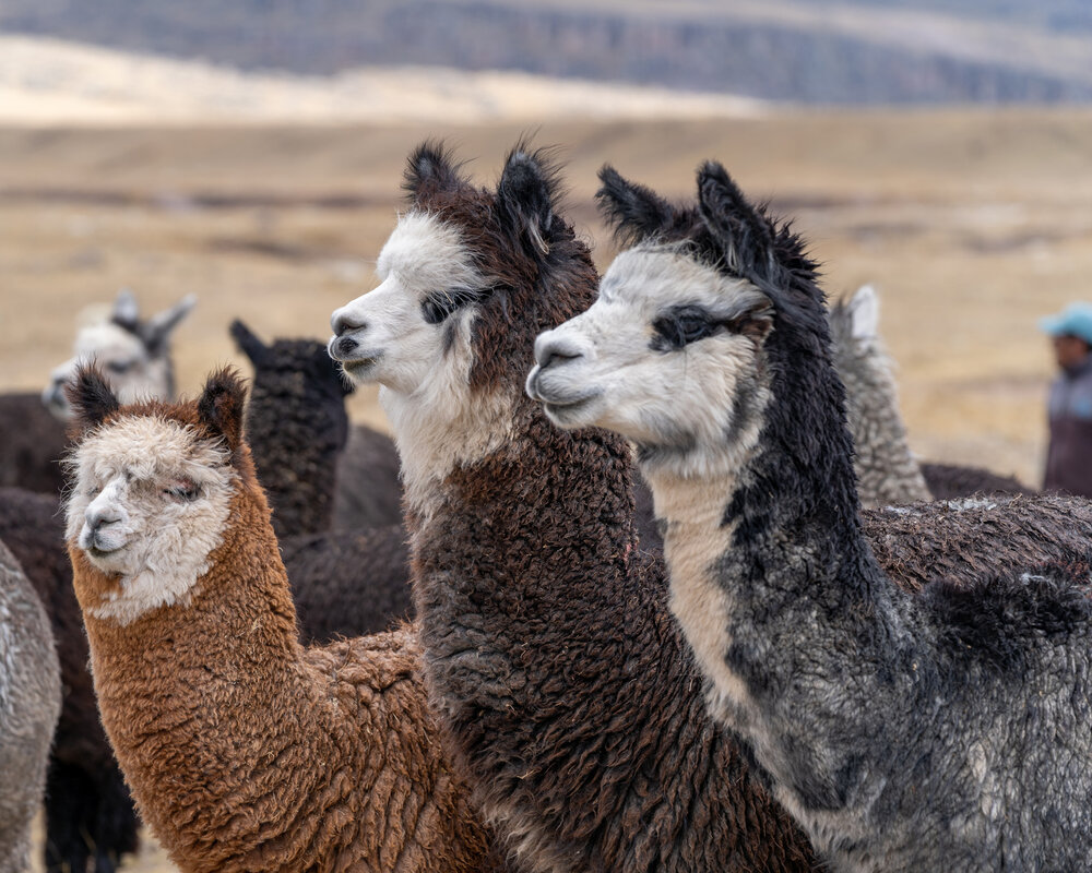 Wasim Muklashy Photography_Andes Mountains_Peru_Quechua Benefit_Picotani_Spar_Macusani_Alpaca_311.jpg