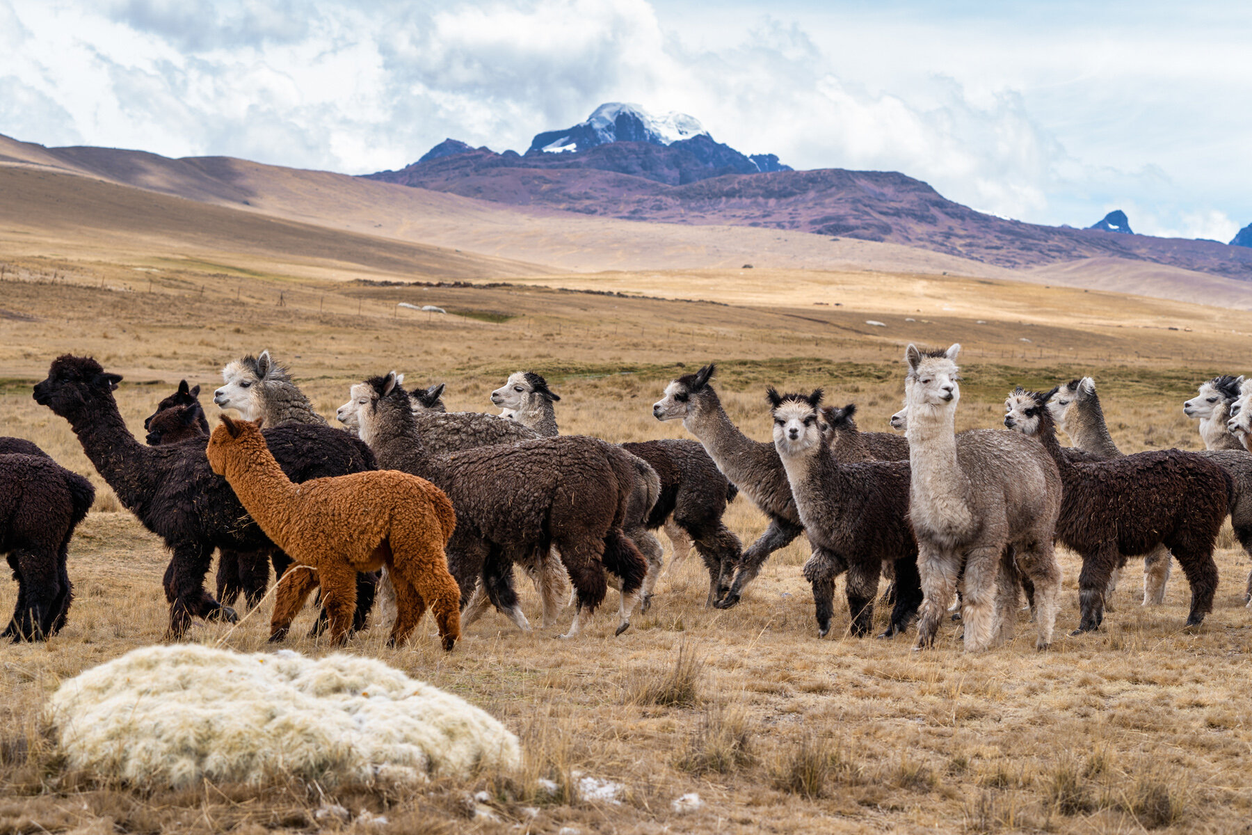 Wasim Muklashy Photography_Andes Mountains_Peru_Quechua Benefit_Picotani_Spar_Macusani_Alpaca_312.jpg