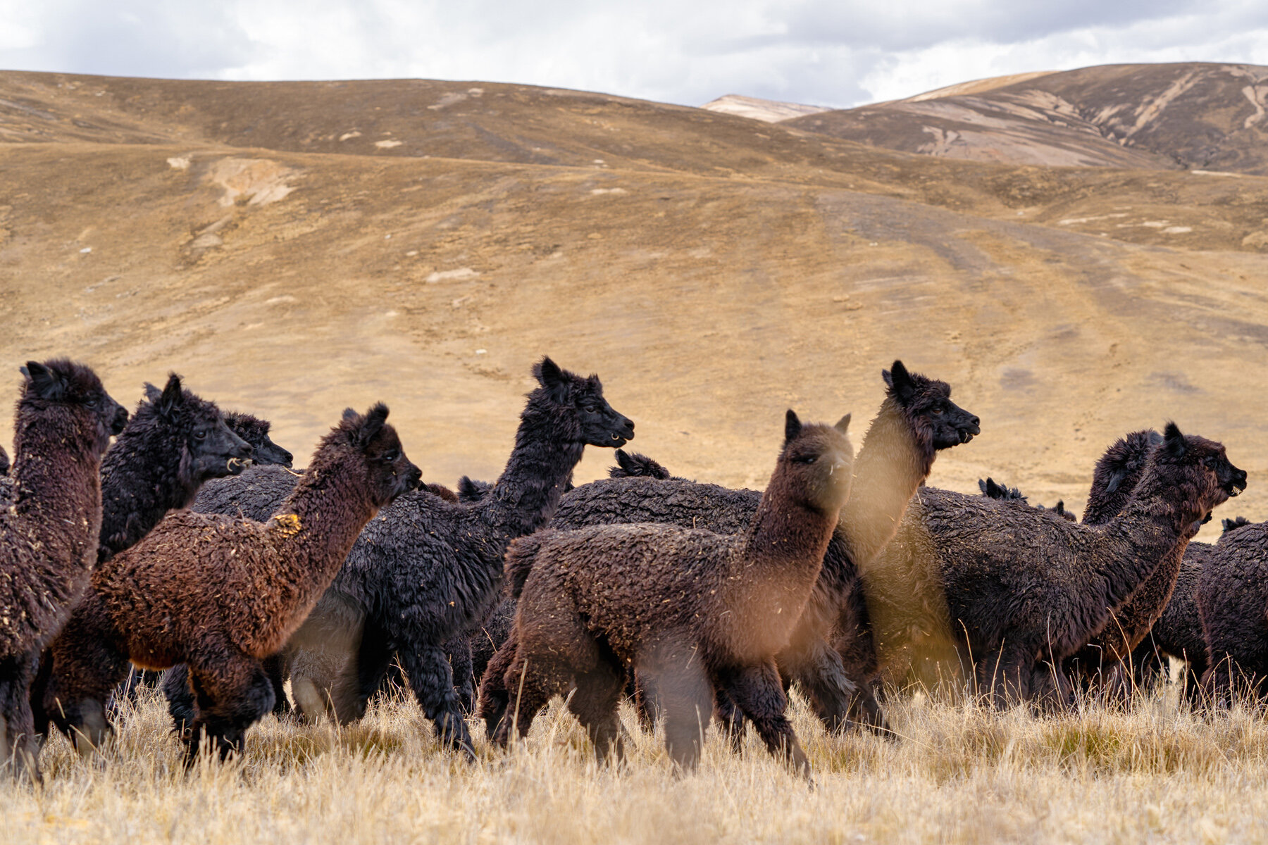 Wasim Muklashy Photography_Andes Mountains_Peru_Quechua Benefit_Picotani_Spar_Macusani_Alpaca_314.jpg