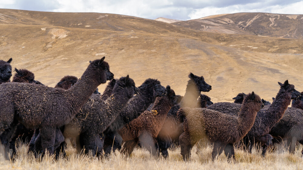 Wasim Muklashy Photography_Andes Mountains_Peru_Quechua Benefit_Picotani_Spar_Macusani_Alpaca_315.jpg