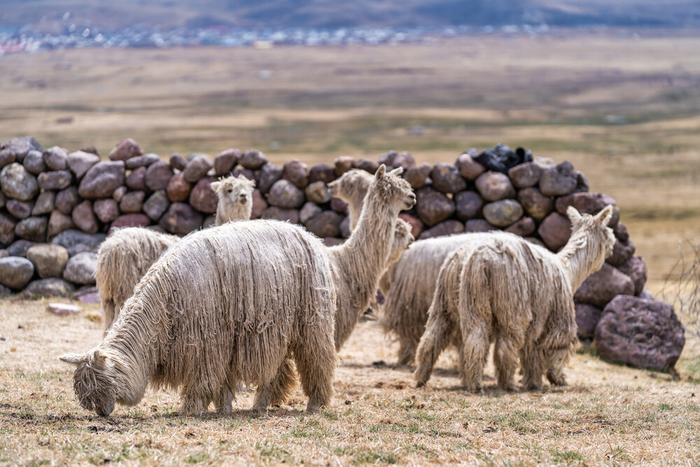 Wasim Muklashy Photography_Andes Mountains_Peru_Quechua Benefit_Picotani_Spar_Macusani_Alpaca_323.jpg