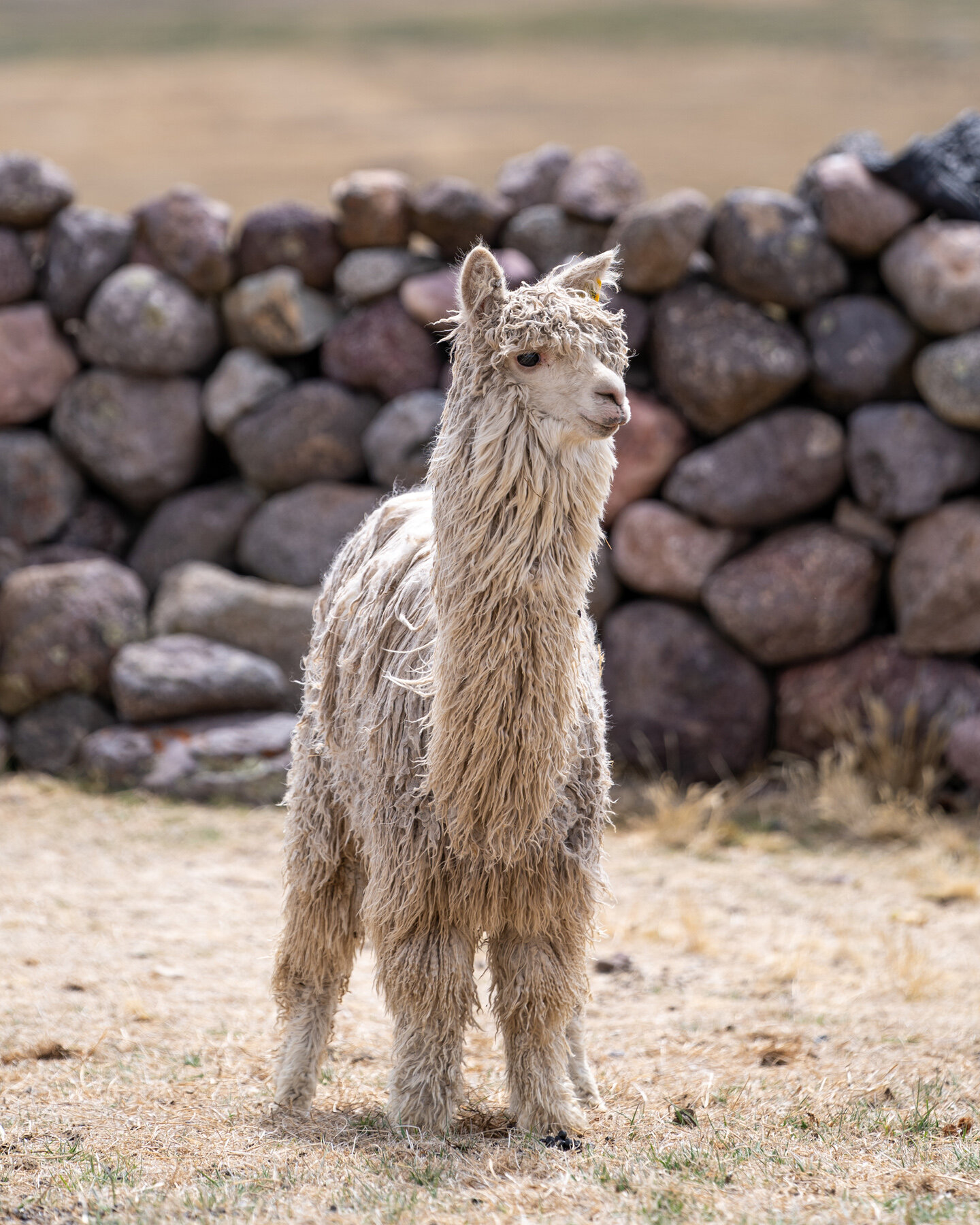 Wasim Muklashy Photography_Andes Mountains_Peru_Quechua Benefit_Picotani_Spar_Macusani_Alpaca_324.jpg