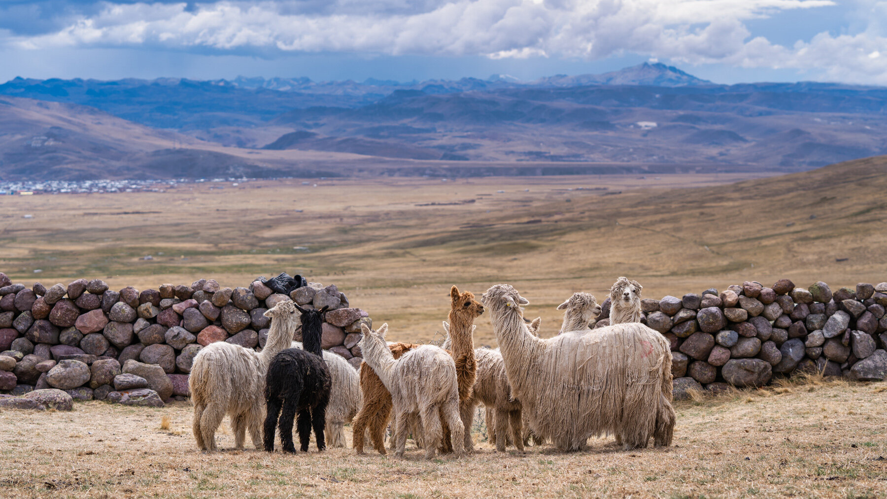 Wasim Muklashy Photography_Andes Mountains_Peru_Quechua Benefit_Picotani_Spar_Macusani_Alpaca_325.jpg