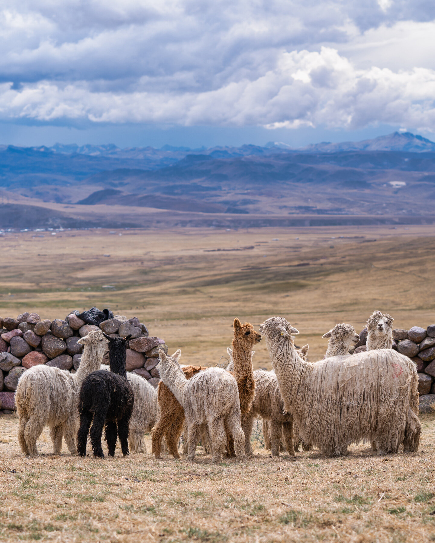 Wasim Muklashy Photography_Andes Mountains_Peru_Quechua Benefit_Picotani_Spar_Macusani_Alpaca_326.jpg
