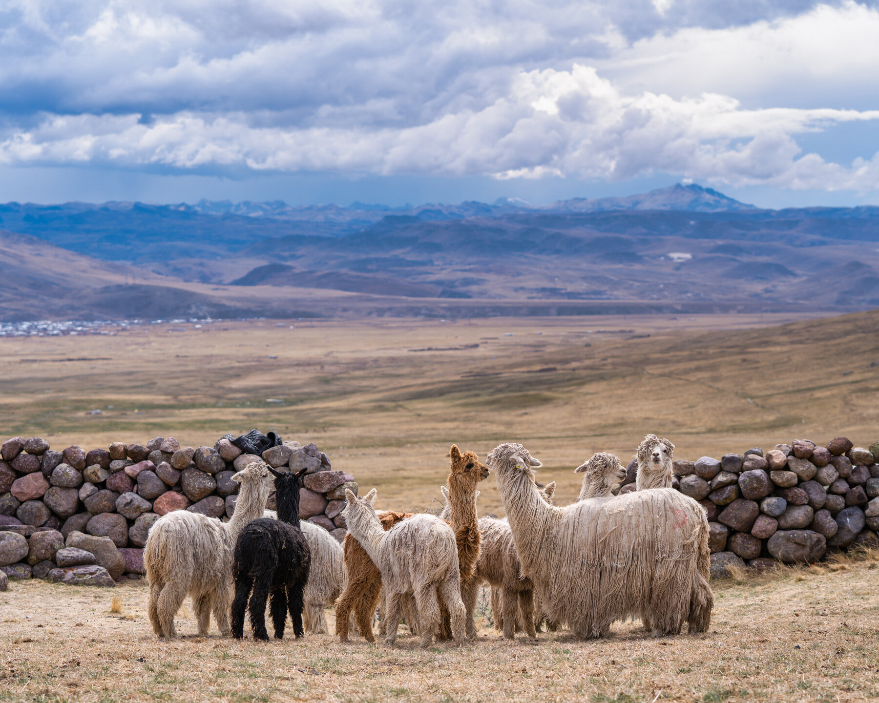 Wasim Muklashy Photography_Andes Mountains_Peru_Quechua Benefit_Picotani_Spar_Macusani_Alpaca_327.jpg